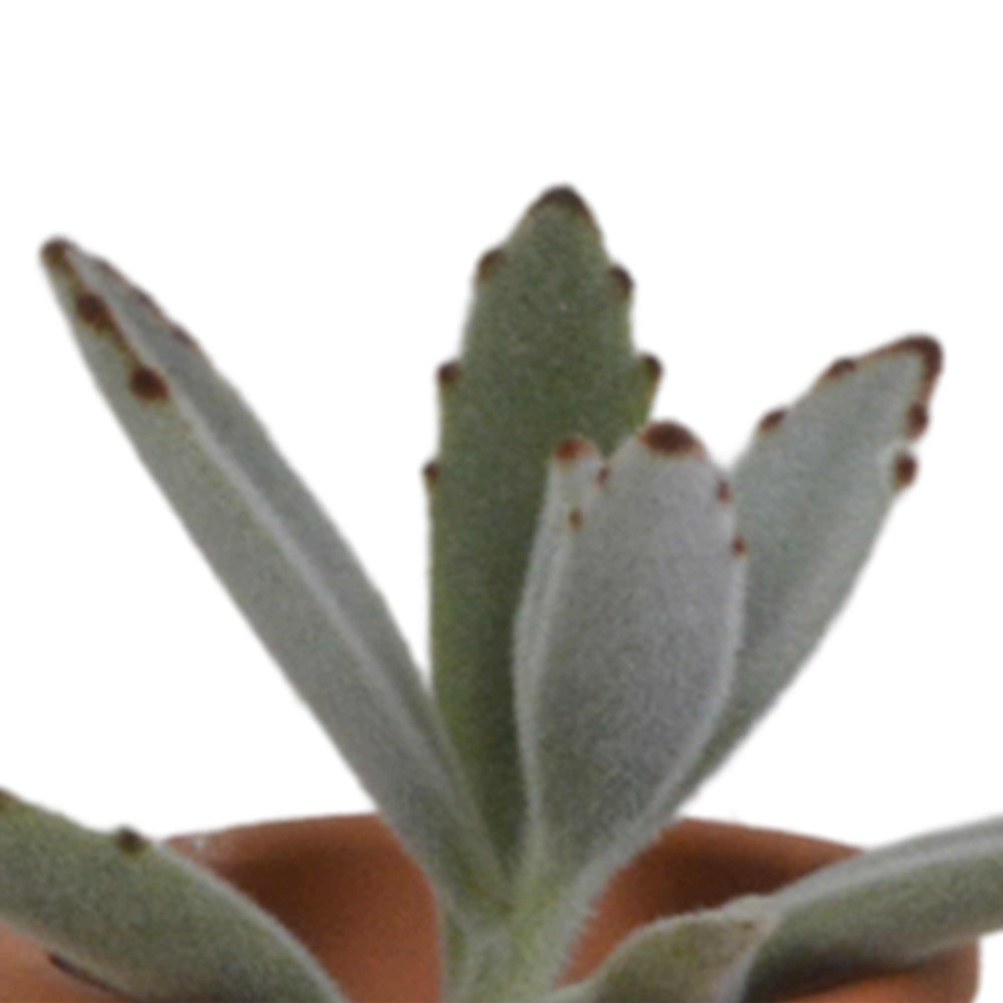 Vetplanten mix 5.5 cm - 5x - in terracotta pot