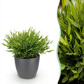Kamerplant - Bamusa Pogonatherum Monica - Bamboegras - Huisdiervriendelijke Plant - Groen - 1 Plant - met Potter Grijs - Pot 12cm - Hoogte 20cm