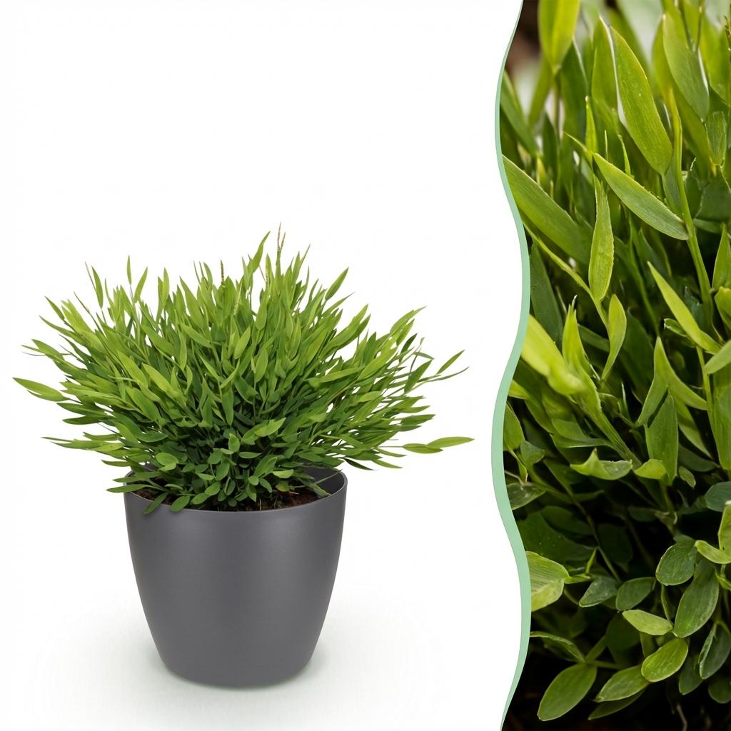 Kamerplant - Bamusa Pogonatherum Monica - Bamboegras - Huisdiervriendelijke Plant - Groen - 1 Plant - met Potter Grijs - Pot 12cm - Hoogte 20cm