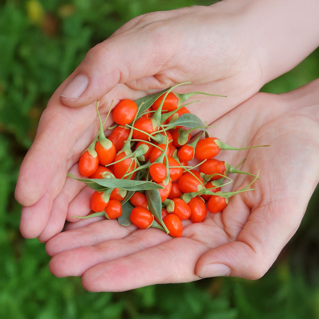 Fruitplanten - Goijbes - Lycium Barbarum - Winterhard - 6 Planten - Pot 9 cm - Oranje - Rode Vrucht