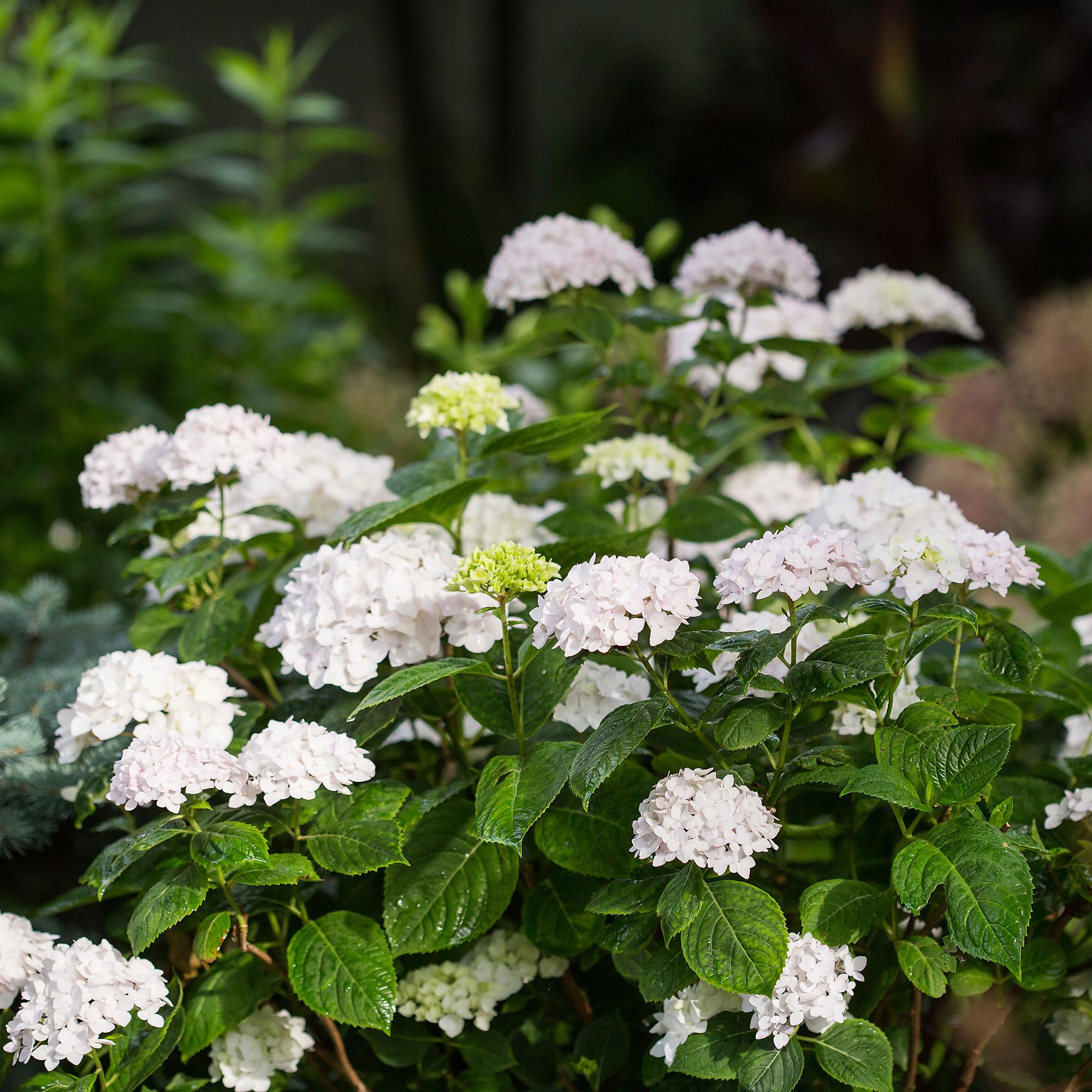 Tuinplant - Hydrangea Endles Summer The Bride - Hortensia - Winterhard - Wit - 2 Planten - Pot 14cm - Hoogte 20-25cm