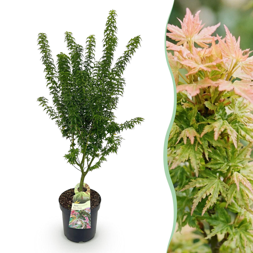 Tuinplant - Acer palmatum Koto Hime - Japanse Esdoorn - Bladverliezend - Groen - 1 - Pot 26cm - Hoogte 90cm