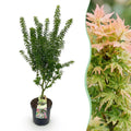 Tuinplant - Acer palmatum Koto Hime - Japanse Esdoorn - Bladverliezend - Groen - 1 - Pot 26cm - Hoogte 90cm