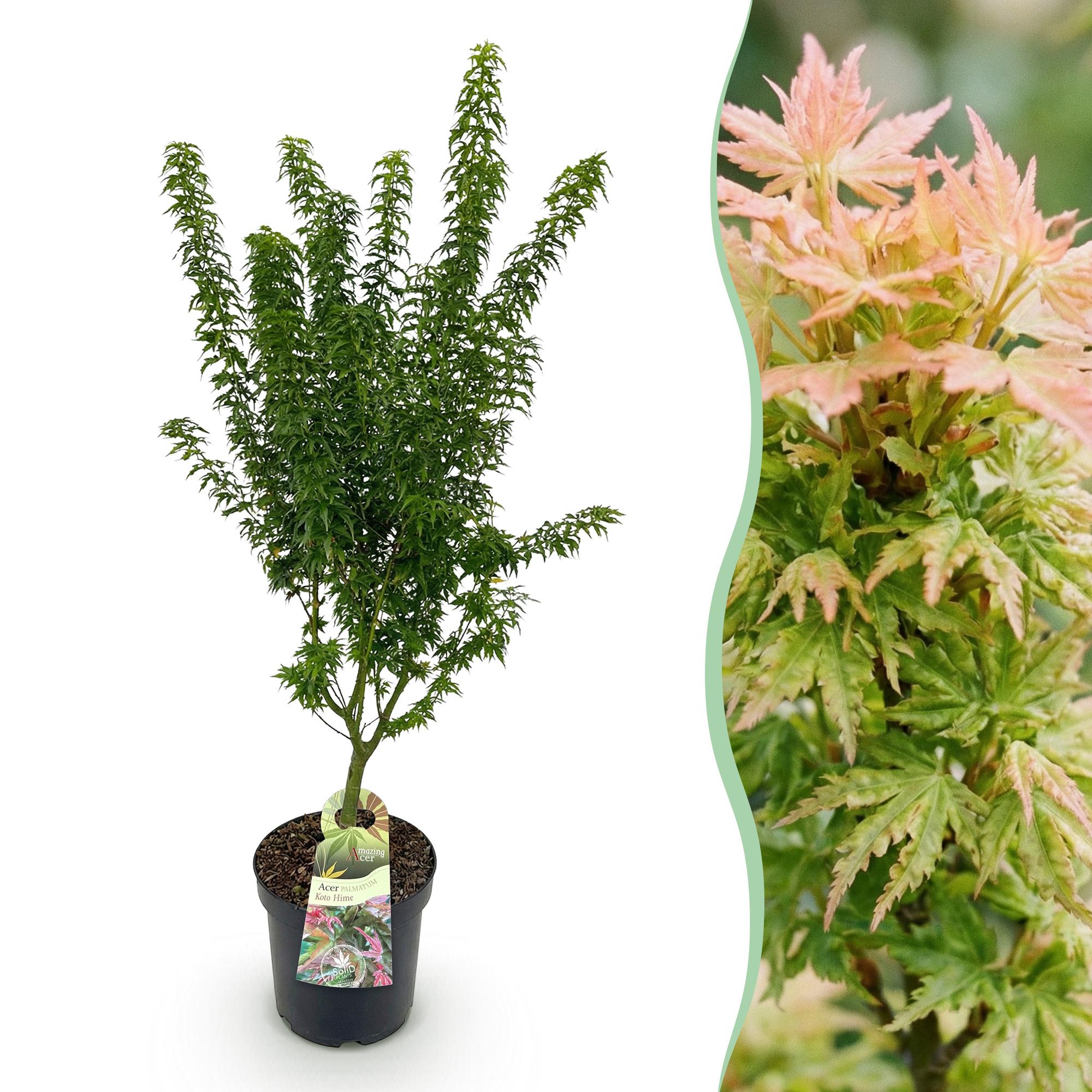 Tuinplant - Acer palmatum Koto Hime - Japanse Esdoorn - Bladverliezend - Groen - 1 - Pot 26cm - Hoogte 90cm