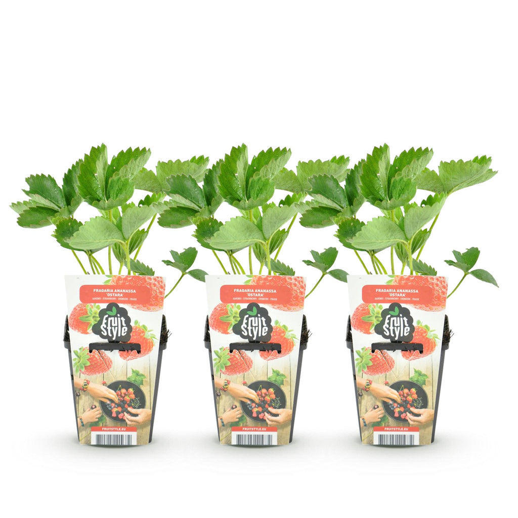 Fruitplanten - Aardbei - Fragaria Elvira - Winterhard - 3 Planten - Pot 9 cm - Rode Aardbei
