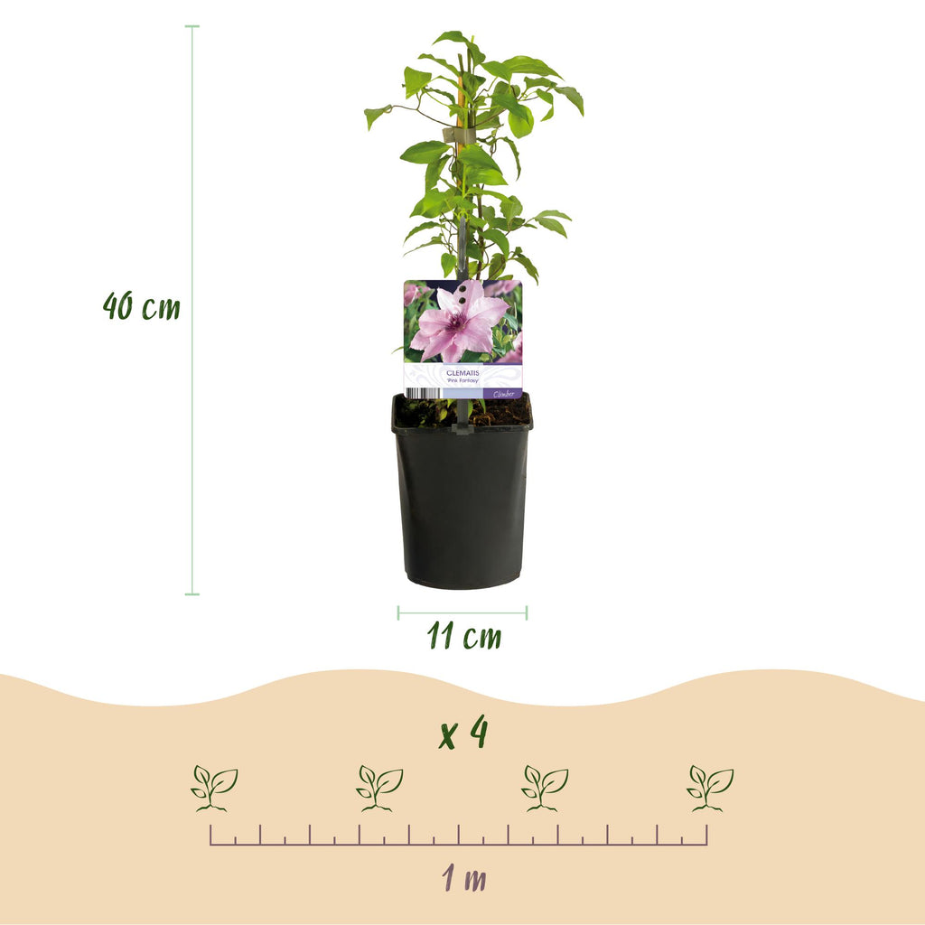 Klimplant - Clematis Pink Fantasy - Bloem Roze - Weinig onderhoud -2 planten -  Pot 11cm Hoogte 40cm