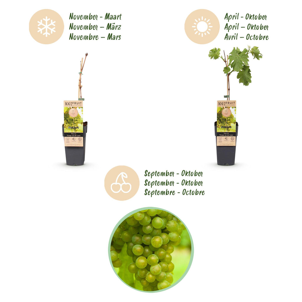 Fruitplant - Vitis vinifera Vroege van der Laan - Druivenplant - Winterhard - Witte Druif - 2 Planten - Pot 15cm - Hoogte 50cm