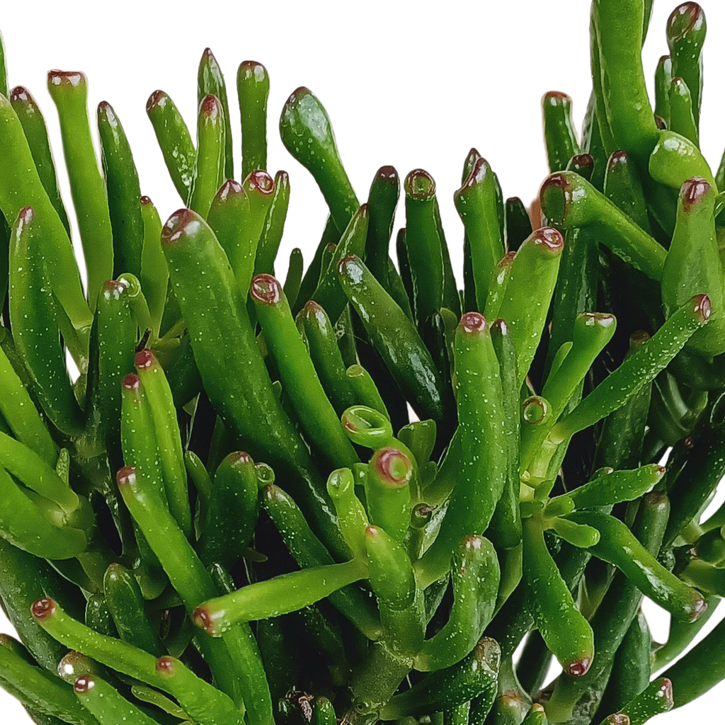 Crassula gollum 17cm