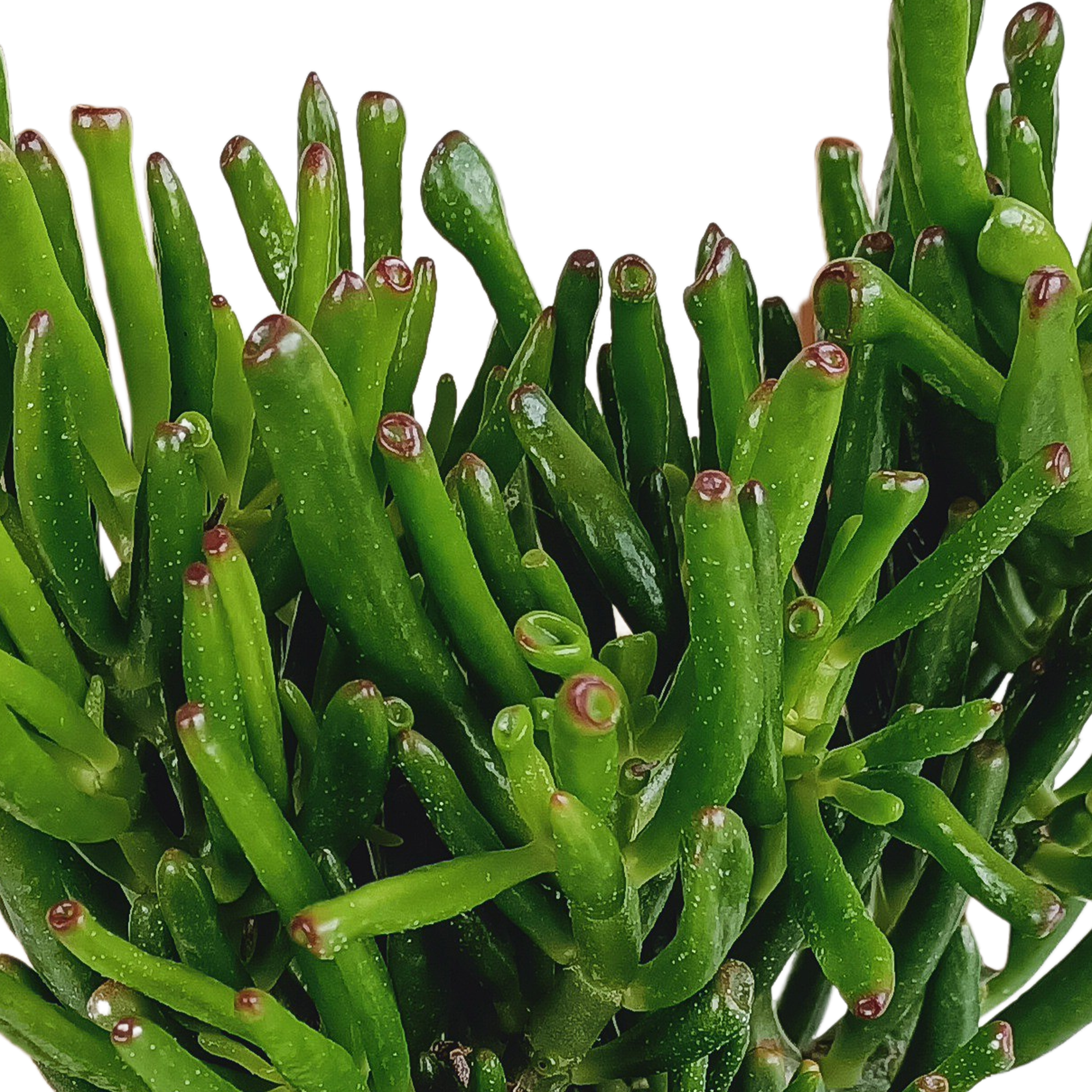 Crassula gollum 17cm