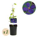 Klimplant - Clematis Jackmanii - Bloem Blauw - Weinig onderhoud -2 planten -  Pot 11cm Hoogte 40cm
