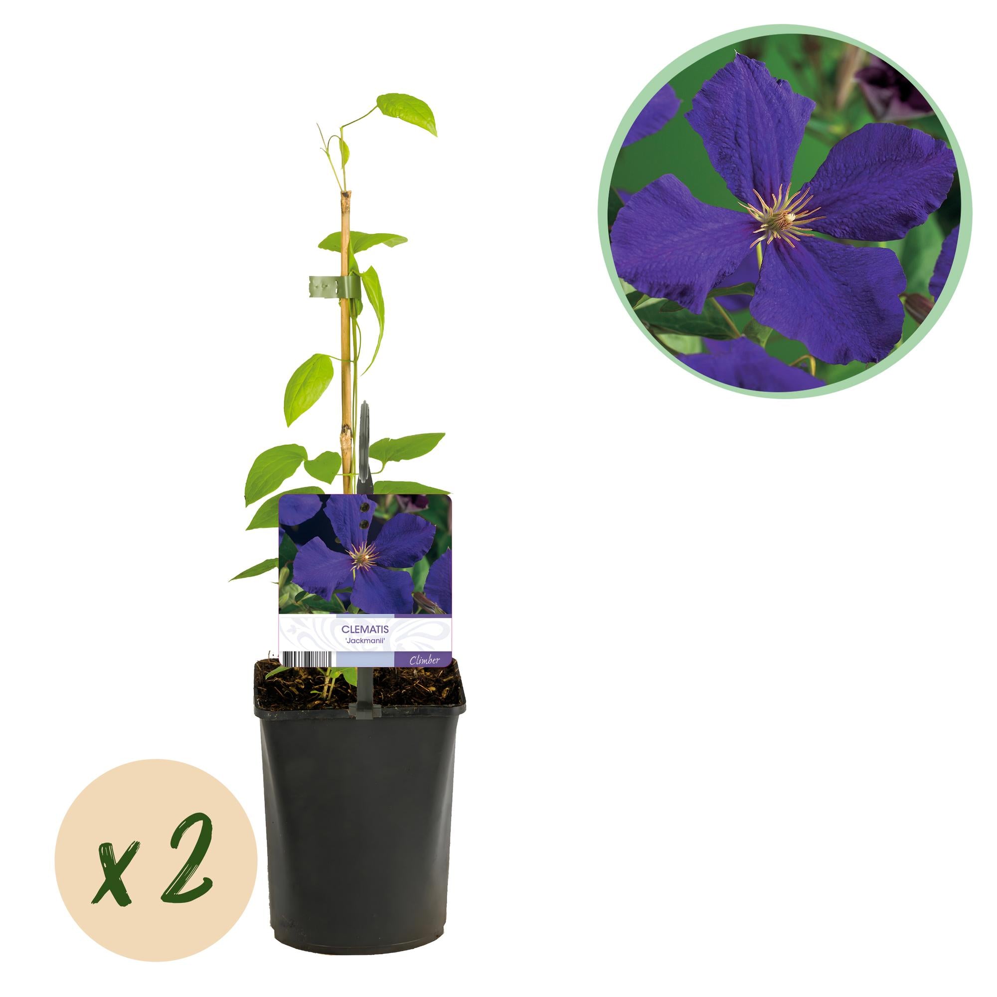 Klimplant - Clematis Jackmanii - Bloem Blauw - Weinig onderhoud -2 planten -  Pot 11cm Hoogte 40cm