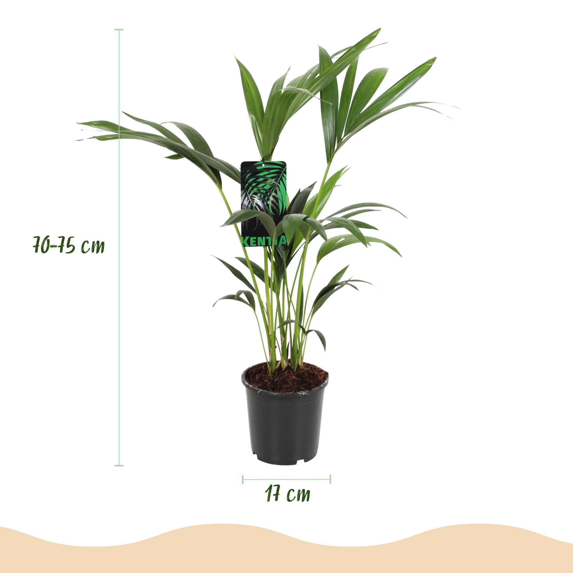 Kamerplant - Howea Forsteriana - Kentia Palm - Weinig Onderhoud - Groen - 2 planten - Pot 17cm - Hoogte 70-75cm