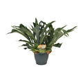 Platycerium Bifurcatum - Ø21cm - ↕50cm