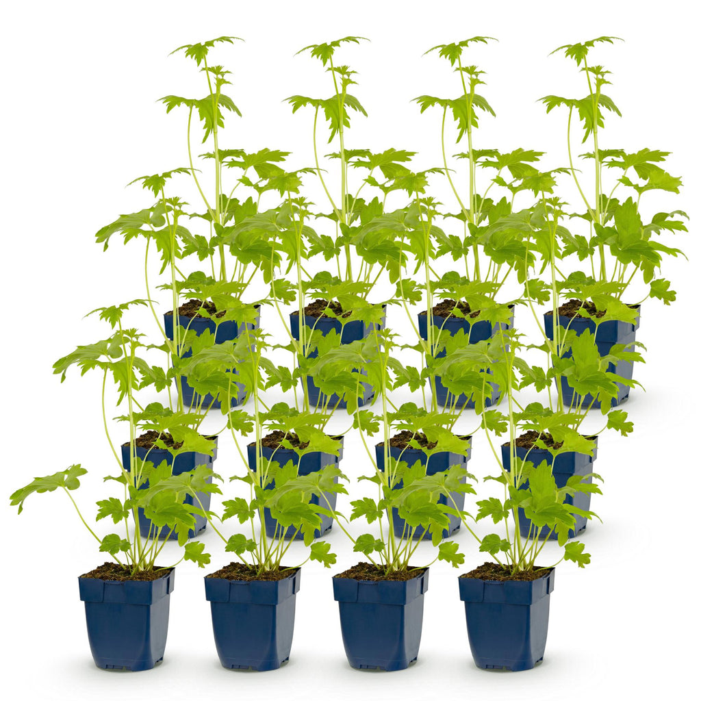 Vasteplant - Delphinium (P) Blue Bird - Ridderspoor - Bijen en Vlinderlokkers - Blauw - 12 Planten - Pot 11cm - Hoogte 15-25cm