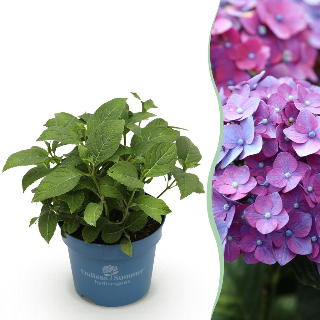 Tuinplant - Hydrangea Endles Summer Summer Love Purple - Hortensia - Winterhard - Paars - 1 Plant - Pot 14cm - Hoogte 20-25cm