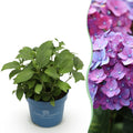 Tuinplant - Hydrangea Endles Summer Summer Love Purple - Hortensia - Winterhard - Paars - 1 Plant - Pot 14cm - Hoogte 20-25cm