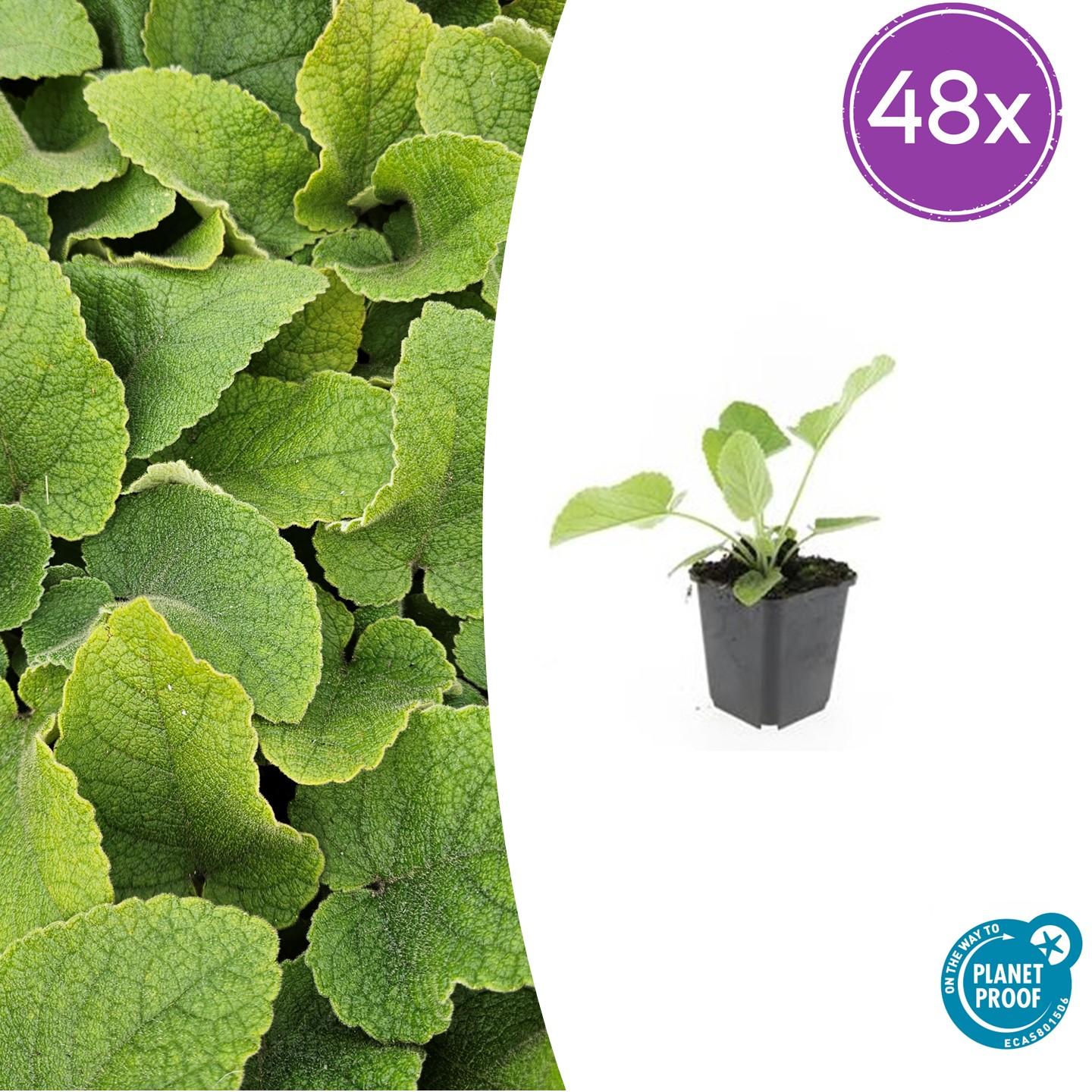 48x Phlomis russeliana - ↕10-25cm - Ø9cm