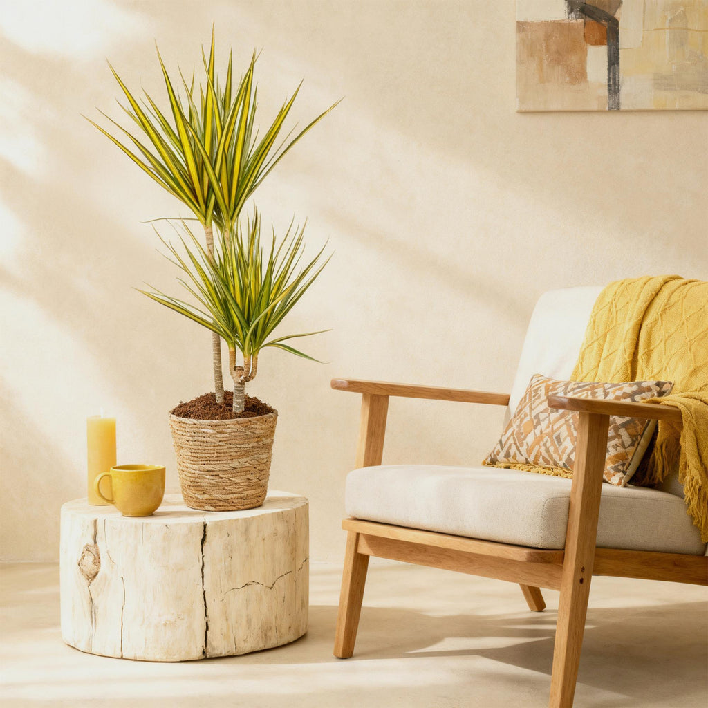 Green is... Kamerplanten - Dracaena Sunray - Drakenbloedboom - Weinig onderhoud - Groen - 1 Plant - Pot 21cm - Hoogte 90-100cm