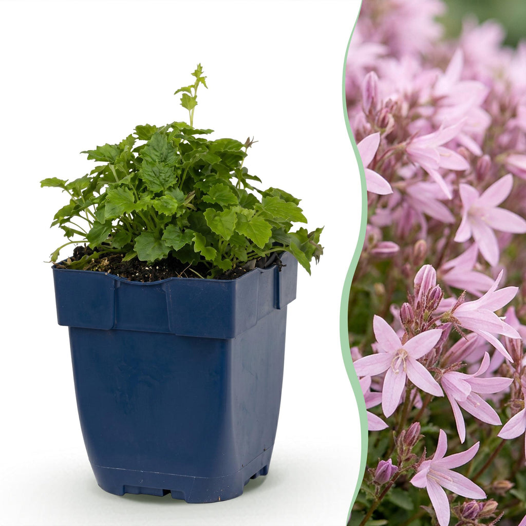 Vasteplant - Campanula posch. Lisduggan Variety - Perzikbladklokje - Bodembedekkend - Wit - 1 Plant - Pot 11cm - Hoogte 15-25cm