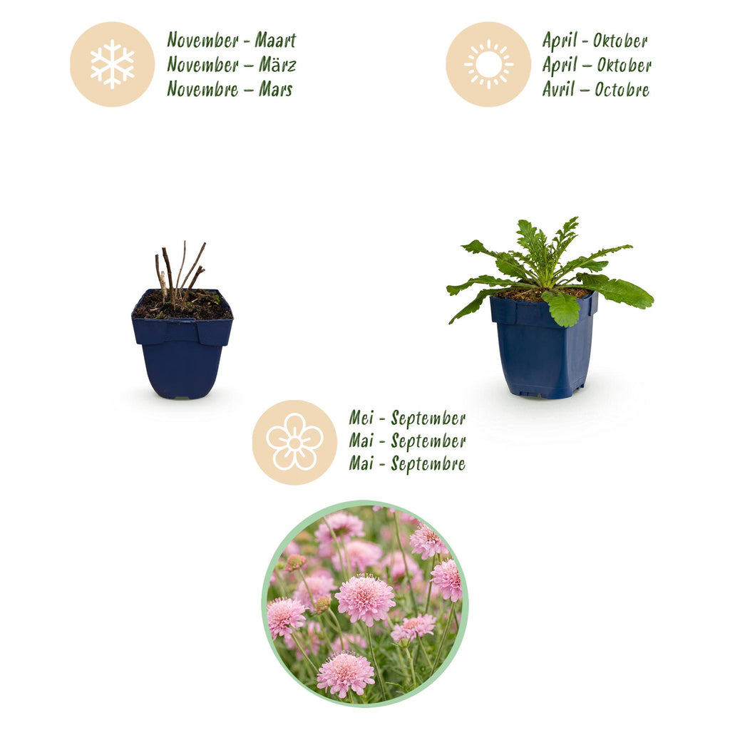 Vasteplant - Scabiosa col. Pink Mist - Duifkruid - Bijen en Vlinderlokkers - Roze - 1 Plant - Pot 11cm - Hoogte 15-25cm