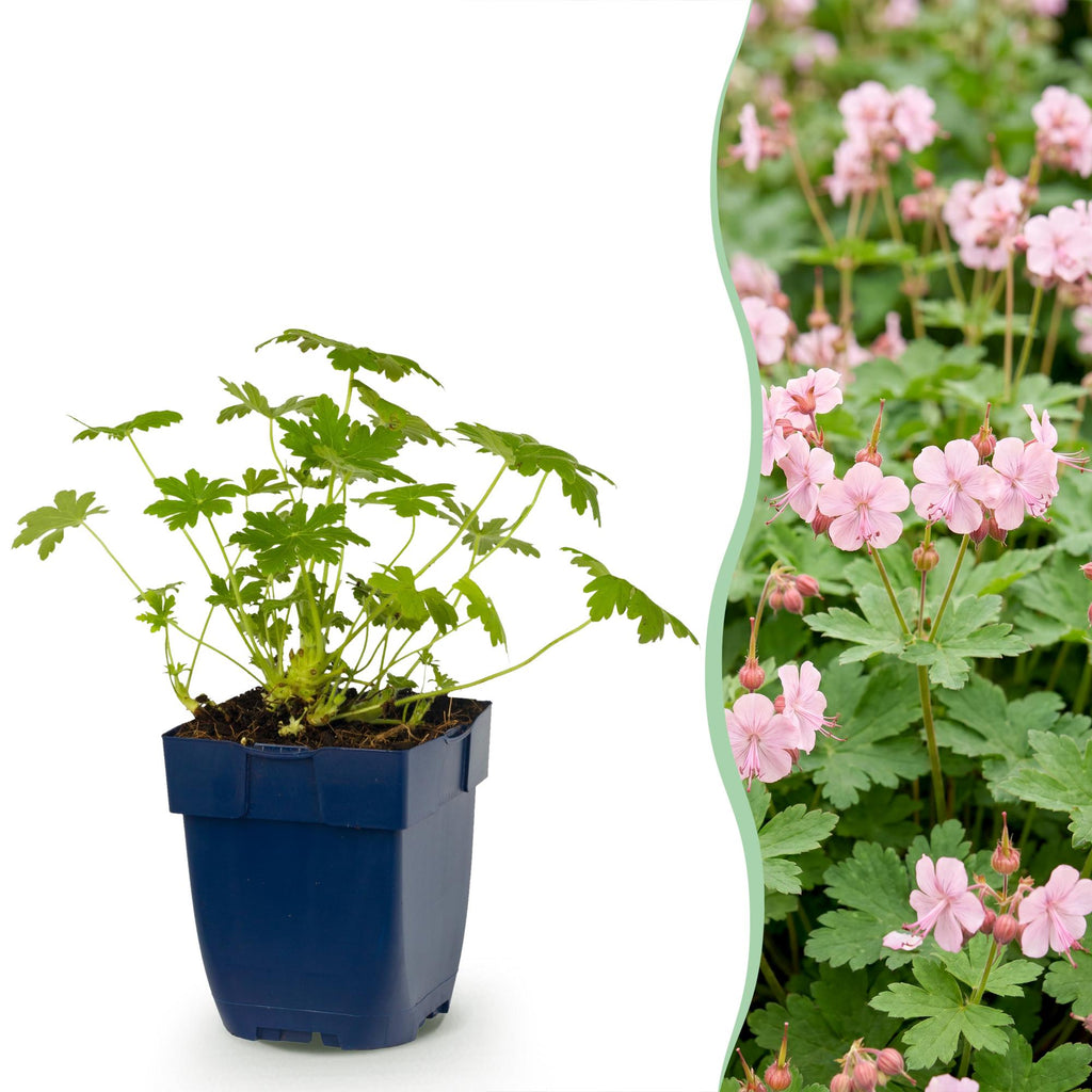 Vasteplant - Geranium macr. Ingwersen's Variety - Ooievaarsbek - Bodembedekkend - Licht Roze - 1 Plant - Pot 11cm - Hoogte 15-25cm