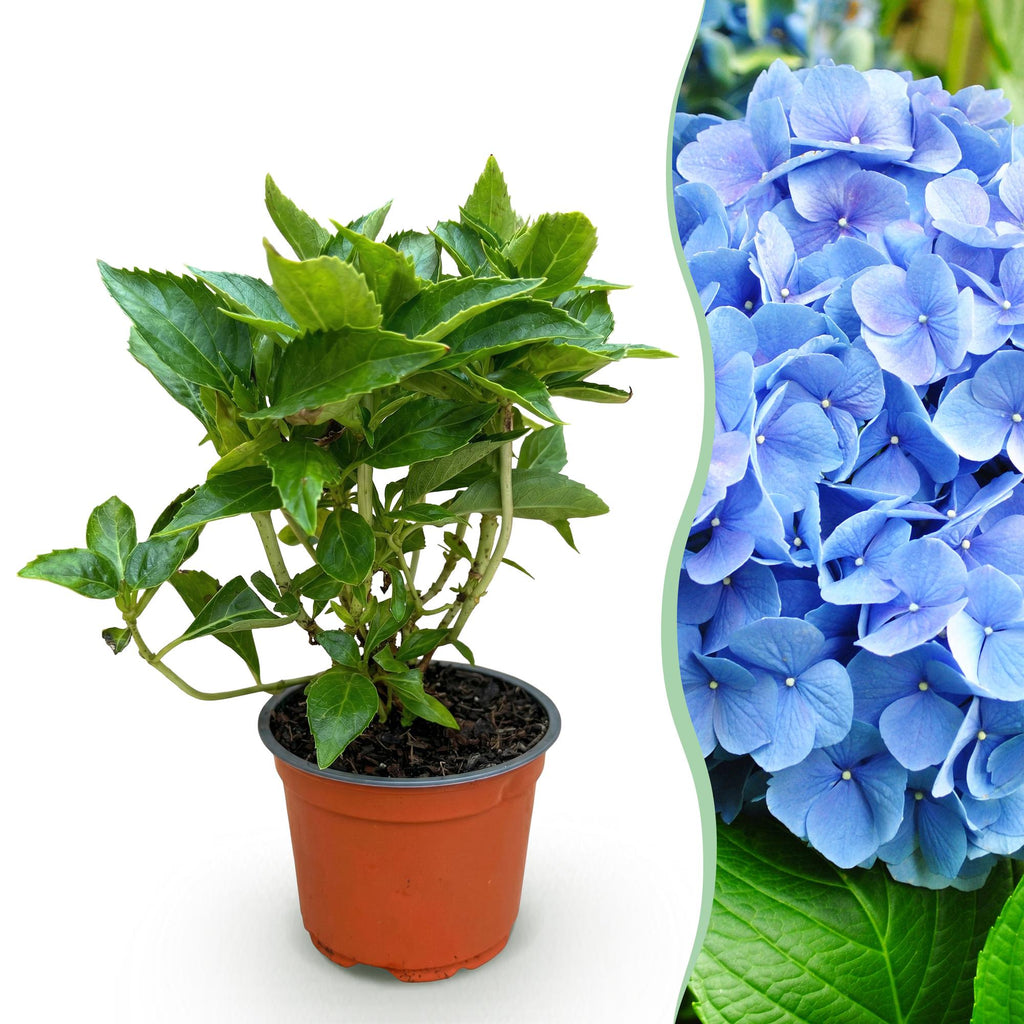 Tuinplant - Hydrangea macrophylla Blauw - Hortensia - Winterhard - Blauw - 1 Plant - Pot 12cm - Hoogte Hoogte 20-30cm