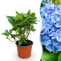 Tuinplant - Hydrangea macrophylla Blauw - Hortensia - Winterhard - Blauw - 1 Plant - Pot 12cm - Hoogte Hoogte 20-30cm