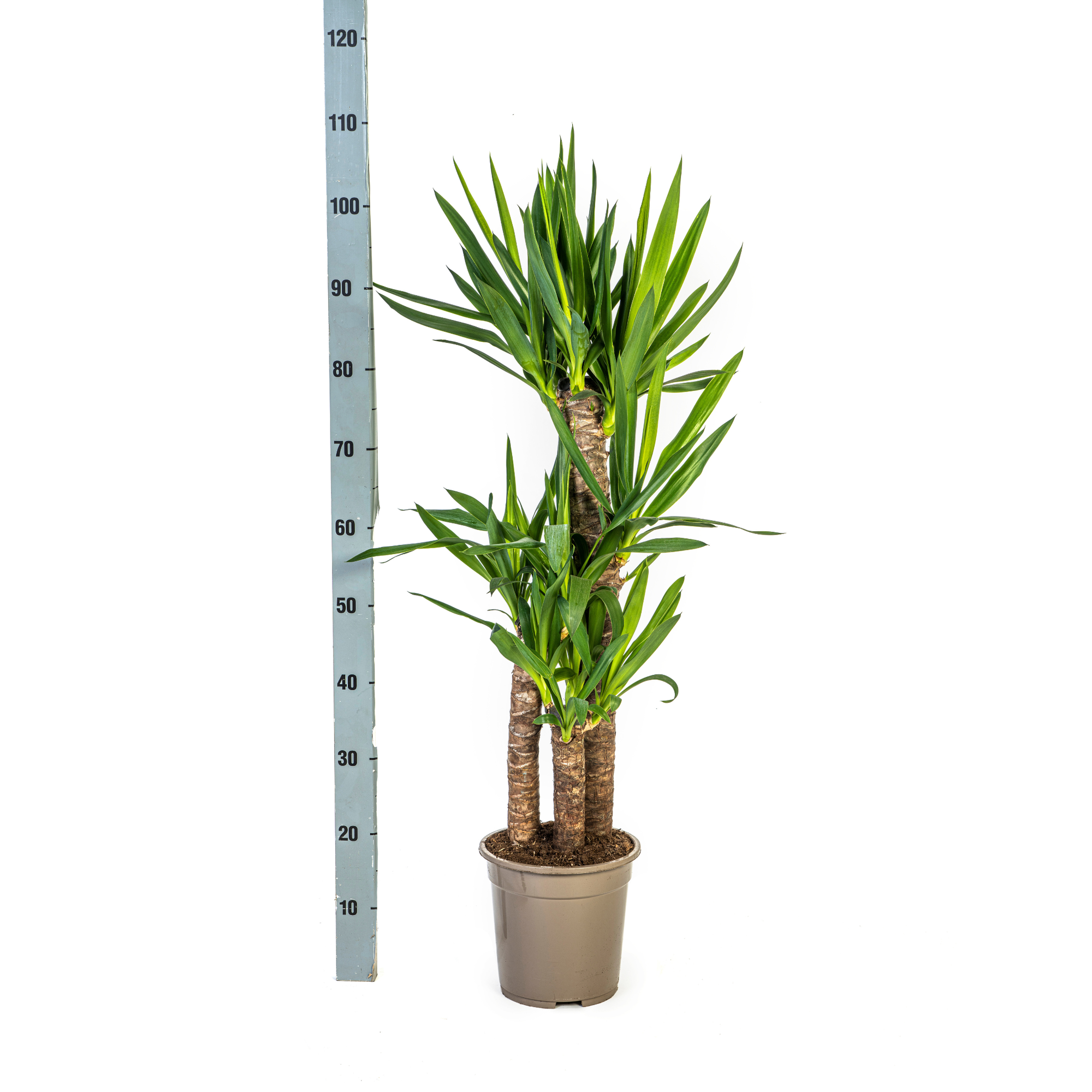 Yucca Elephantipes met mand Ø21cm - ↕90 - 110cm