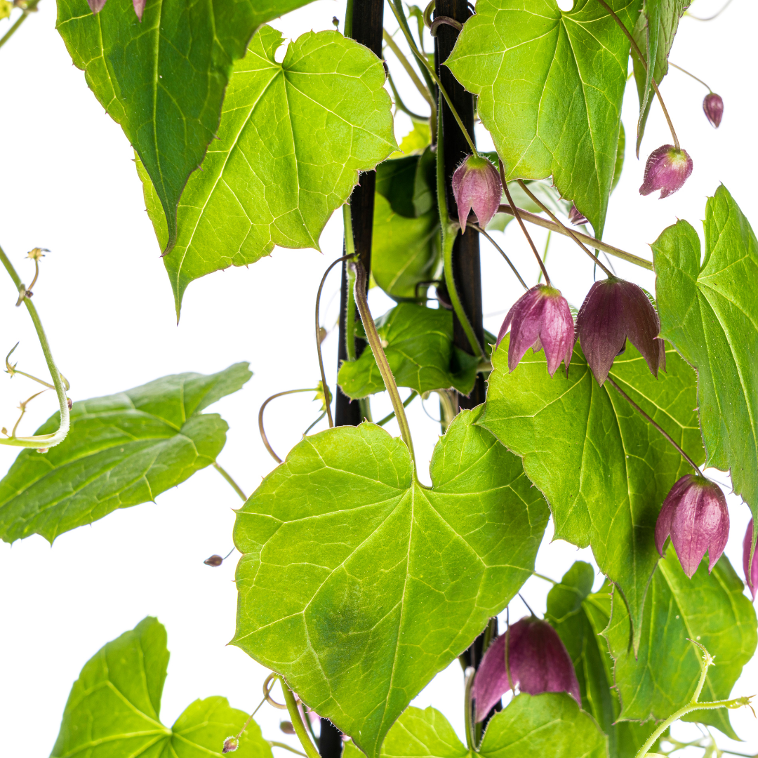 4x Rhodochiton Atrosanguineum Purple Bells Ø13 cm - ↕60 cm