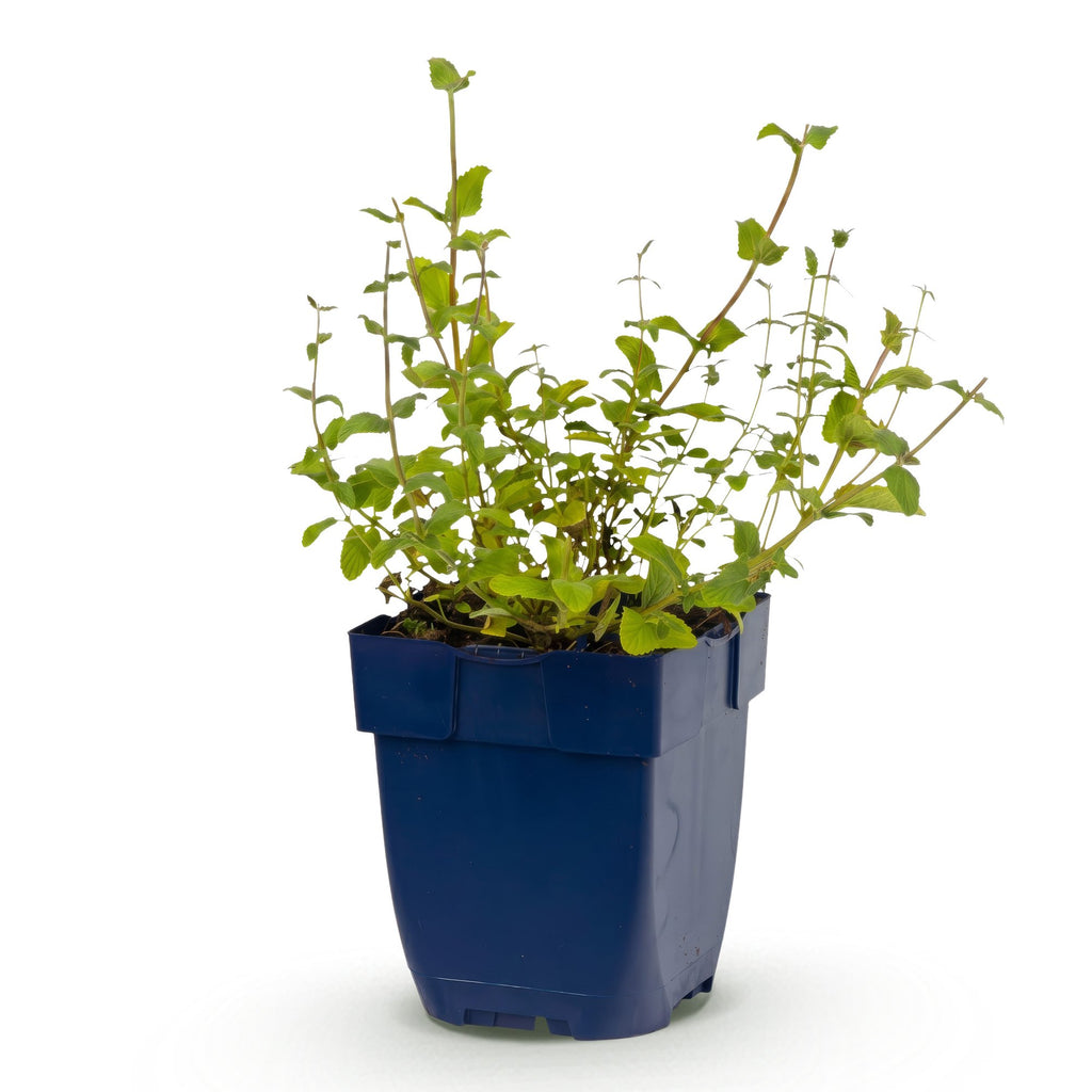Vasteplant - Nepeta rac. Grog - Kattenkruid - Bijen- en vlinderlokkers - Blauw - 1 Plant - Pot 11cm - Hoogte 15-25cm