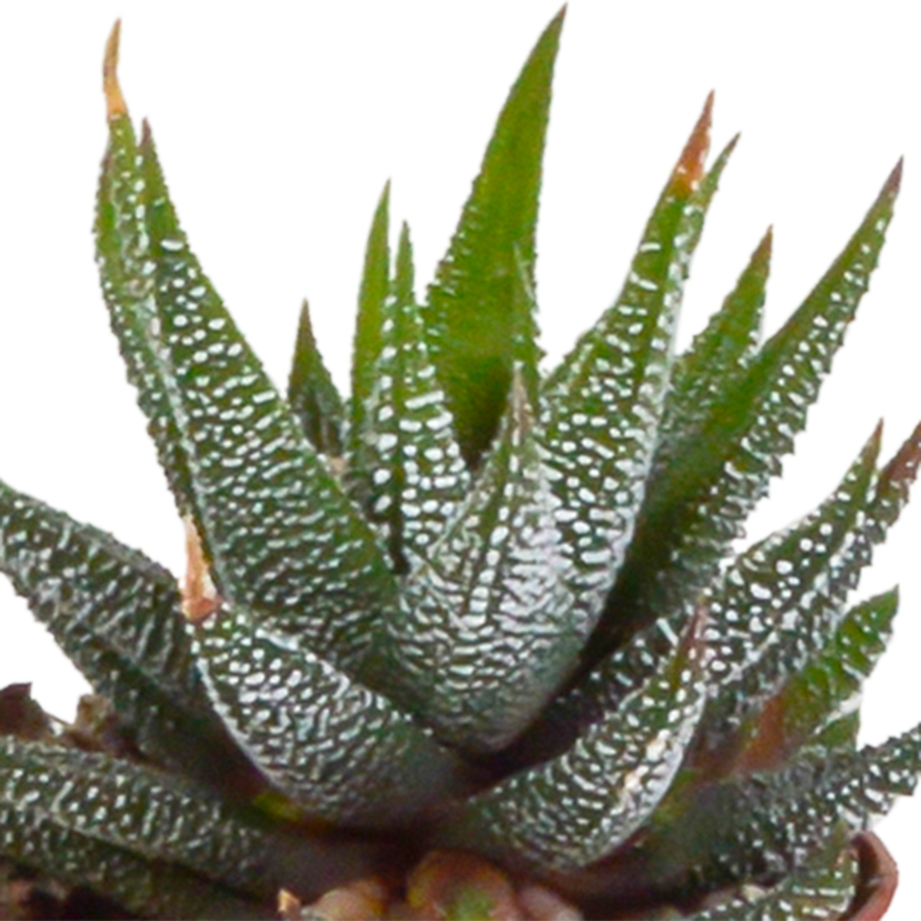 Gasteria/Haworthia mix 5,5cm - 5x - in Mexicaanse pot
