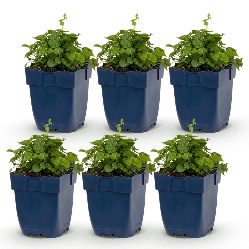 Vasteplant - Campanula portenschlagiana Tricolour - Perzikbladklokje - Bodembedekkend - Paars - Roze - Wit - 6 Planten - Pot 11cm - Hoogte 15-25cm
