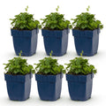 Vasteplant - Campanula portenschlagiana Tricolour - Perzikbladklokje - Bodembedekkend - Paars - Roze - Wit - 6 Planten - Pot 11cm - Hoogte 15-25cm