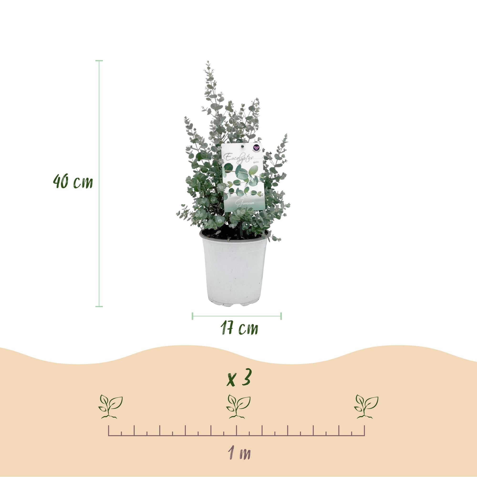Terrasplant - Eucalyptus boom - Eucalyptus gunni  - Grijs - 2 Planten - Winterhard - Pot 17cm Hoogte 40cm
