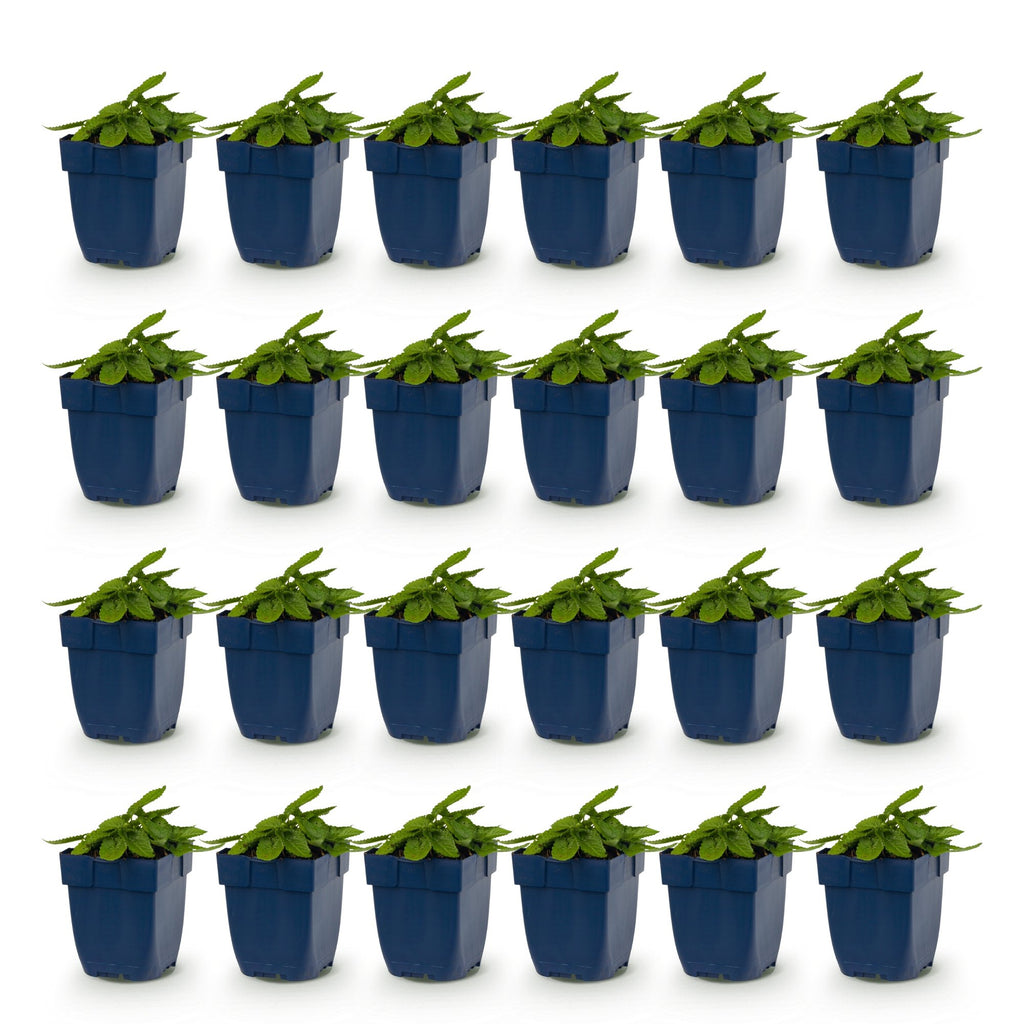 Vasteplant - Stachys mon. Hummelo - Ezeloor - Bijen- en vlinderlokkers - Paars - 24 Planten - Pot 11cm - Hoogte 15-25cm