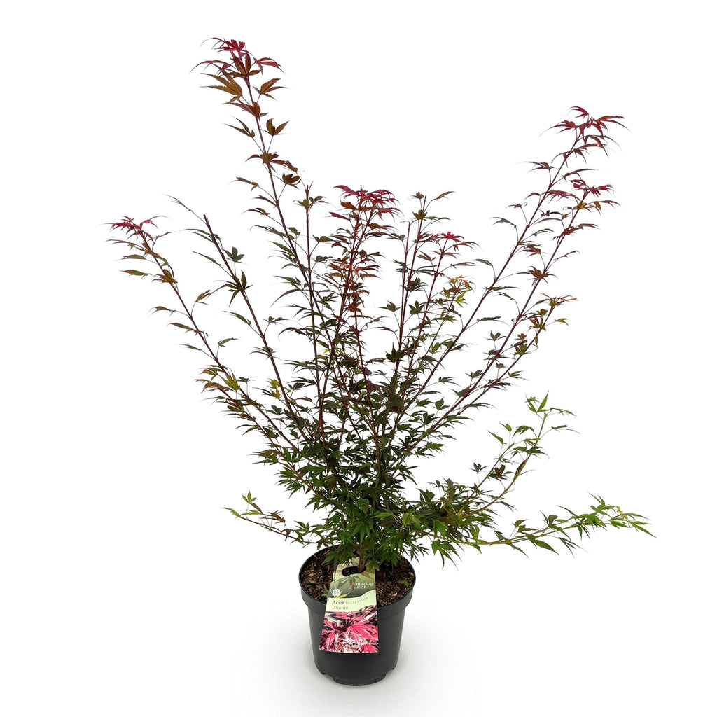 Tuinplant - Acer palmatum Shaina - Japanse Esdoorn - Bladverliezend - Rood - 1 - Pot 26cm - Hoogte 90cm