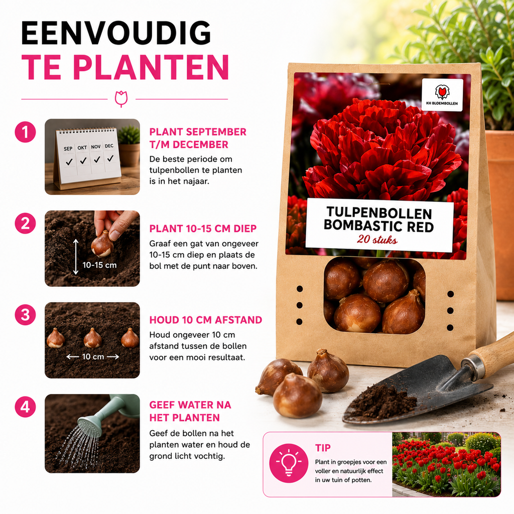 Tulpenbollen Bombastic Red – 20 Stuks | KH Bloembollen® | Rode Pioentulp – Dubbelbloemig & Luxe – Voor Tuin of Pot – Maat 11/12 – Vers van de Teler!