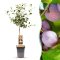 Fruitboom - Prunus domestica Opal - Pruimenboom - Winterhard - Paars-Rode Pruim - 1 Plant - Pot 21cm - Hoogte 90cm