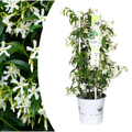 Trachelospermum jasminoides 'Star of Venice'  23cm