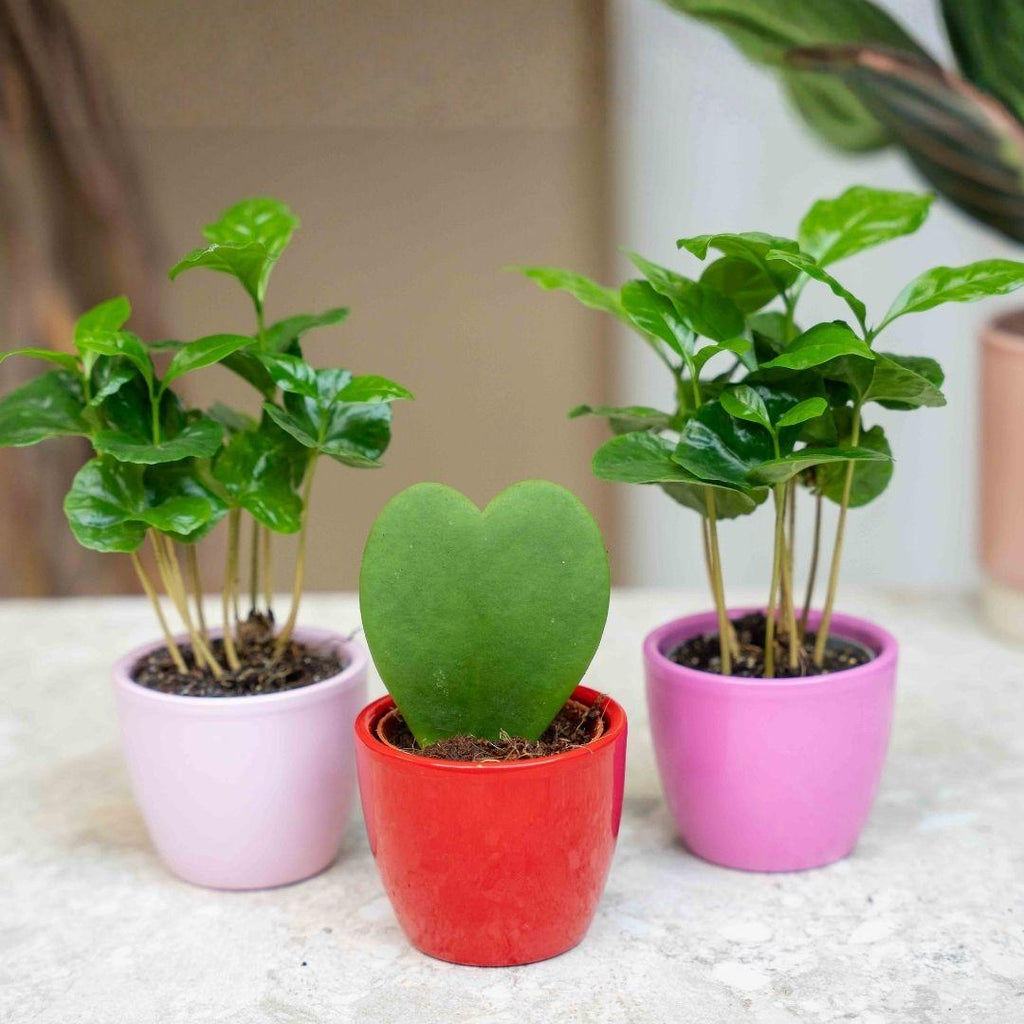 Plant set van 3 met mini pot - Love - Coffea Arabica - roze/rood - Ø 6 cm