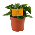 Peperomia Obtipan - Ø11cm - ↕15cm