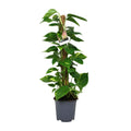 Scindapsus Epipremnum - Ø19cm - ↕80cm