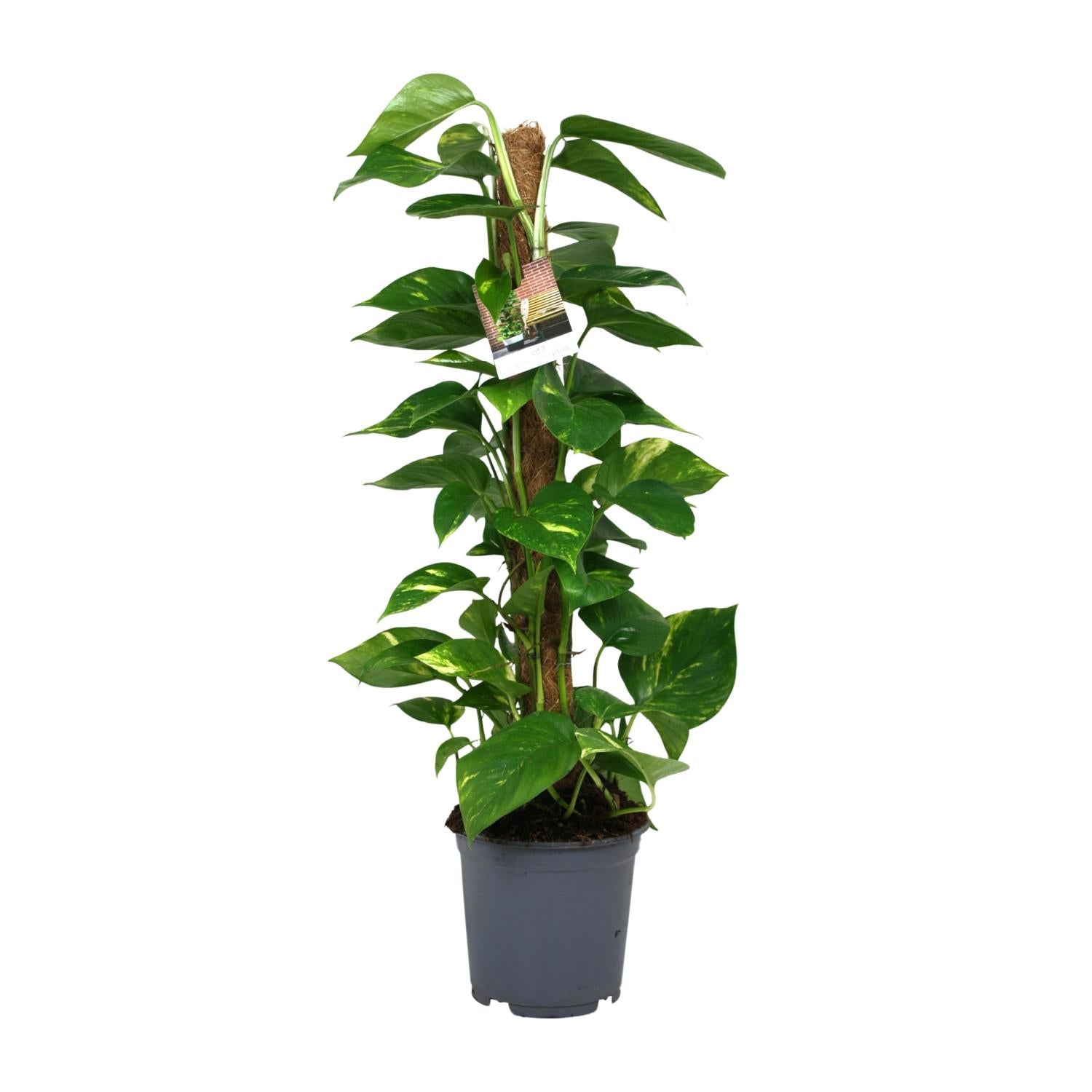 Scindapsus Epipremnum - Ø19cm - ↕80cm