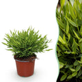 Kamerplant - Bamusa Pogonatherum Monica - Bamboegras - Huisdiervriendelijke Plant - Groen - 1 Plant - Pot 12cm - Hoogte 20cm