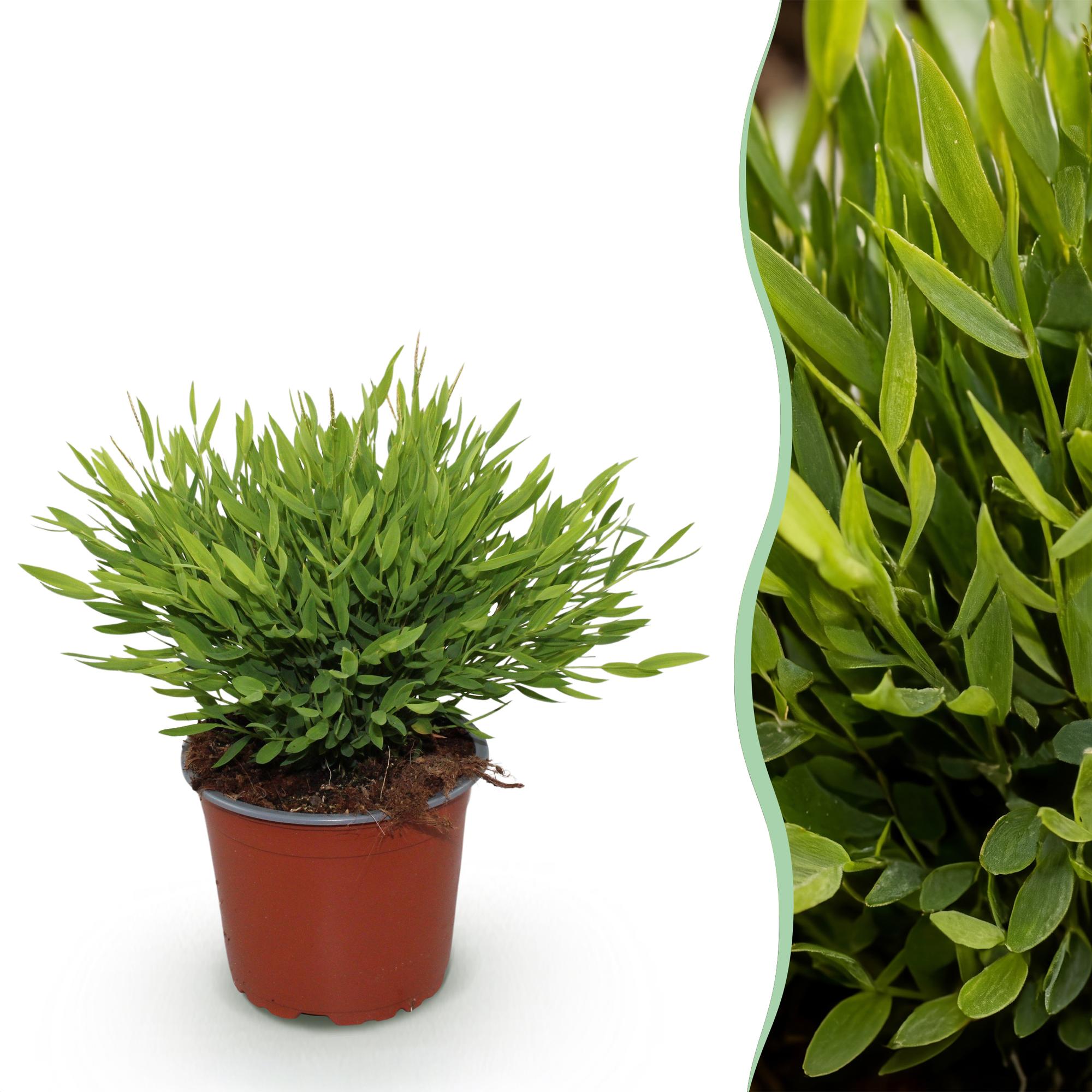 Kamerplant - Bamusa Pogonatherum Monica - Bamboegras - Huisdiervriendelijke Plant - Groen - 1 Plant - Pot 12cm - Hoogte 20cm