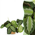 Kamerplant - Maranta Fascinator Silverband - Gebedsplant - Huisdiervriendelijke Plant - Groen - 1 Plant - met Mand - Pot 12cm - Hoogte 25cm