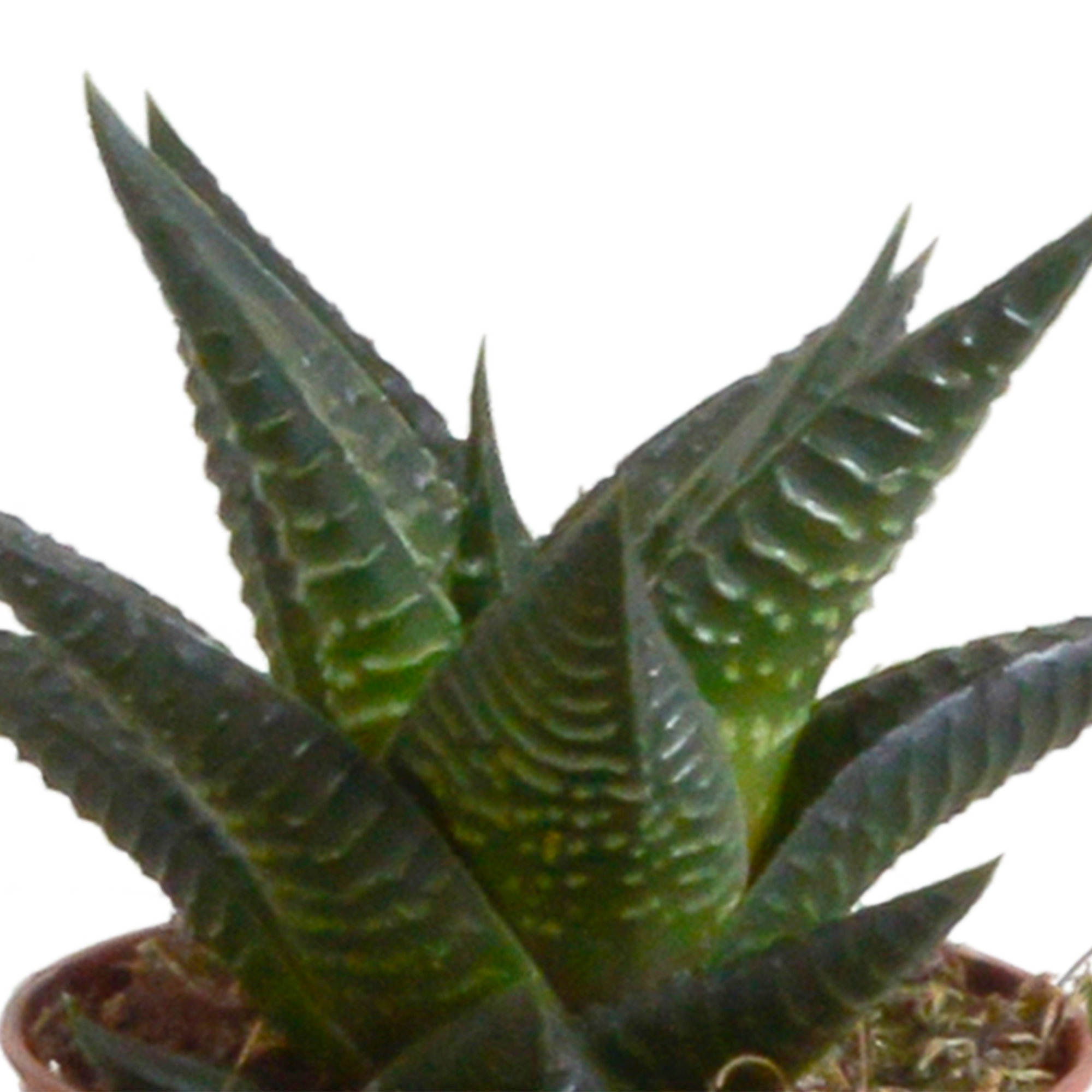 Gasteria/Haworthia mix 5,5cm - in witte pot - 5x