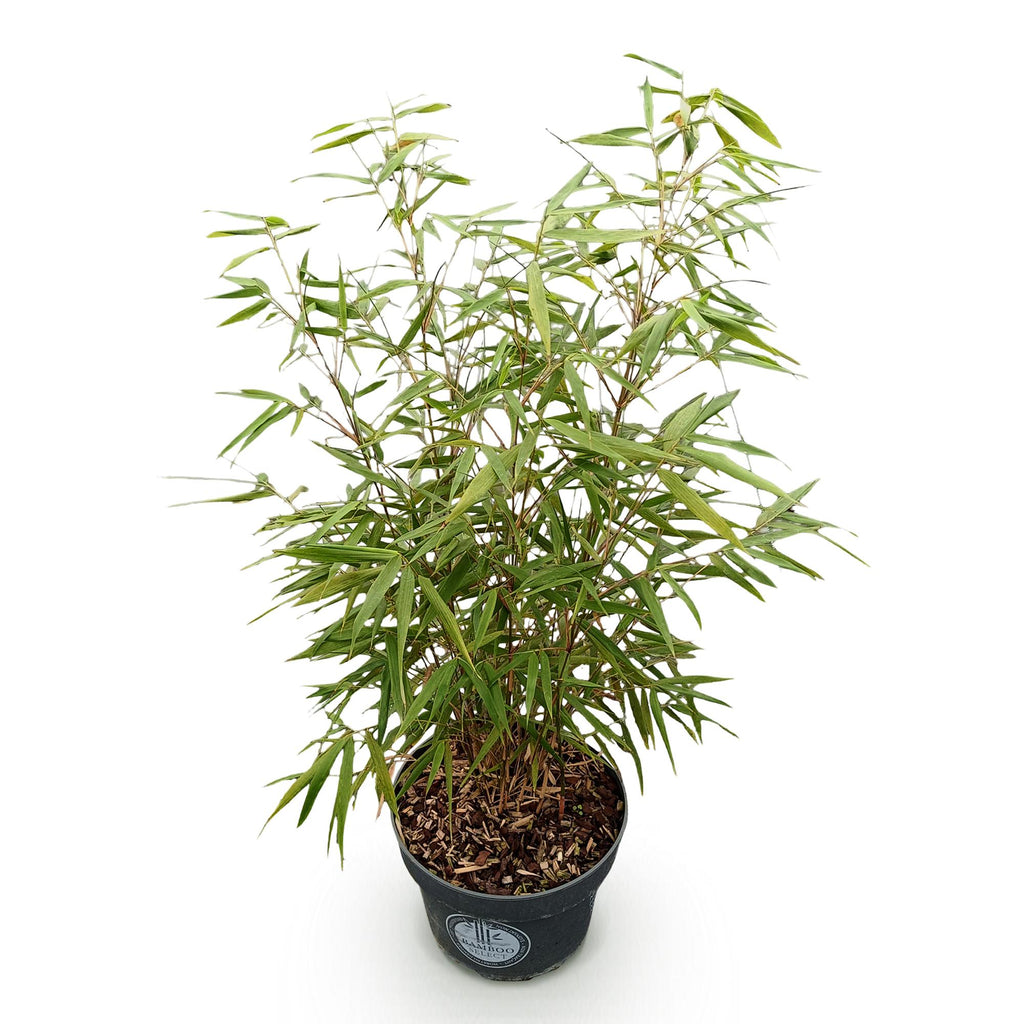 Grassen - Fargesia scabrida Asian Wonder - Niet Woekerende Bamboe - Bladhoudend - Groen - 1 Plant - Pot 23 cm - Hoogte 80 cm