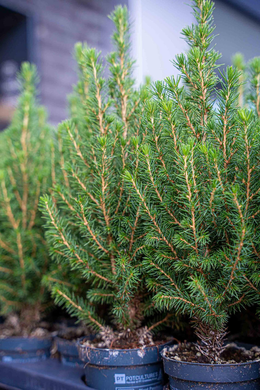 6x Mini-Kerstboom - Chamaecyparis - 25-30 cm