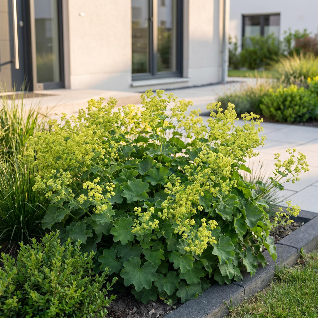 Vasteplant - Alchemilla mollis - Vrouwenmantel - Bodembedekkend - Geel - 24 Planten - Pot 11cm - Hoogte 15-25cm